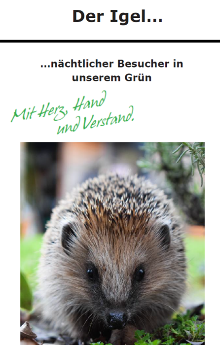 Der Igel - nächtlicher Besucher in unserem Grün