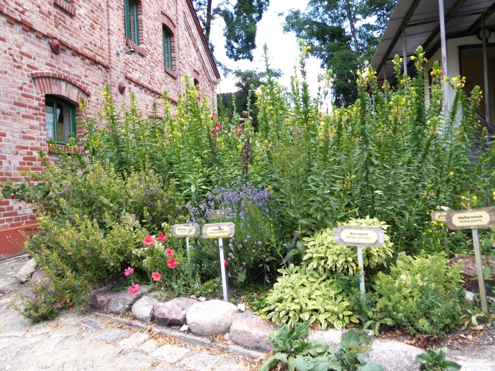 Krauterbeet Nachtkerze