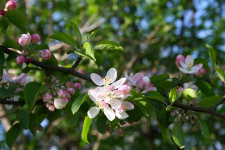 Apfelblüten an einem Zweig