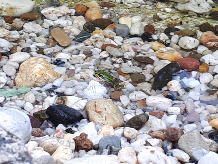 KSGGMH NWT Sept Frosch am Teich
