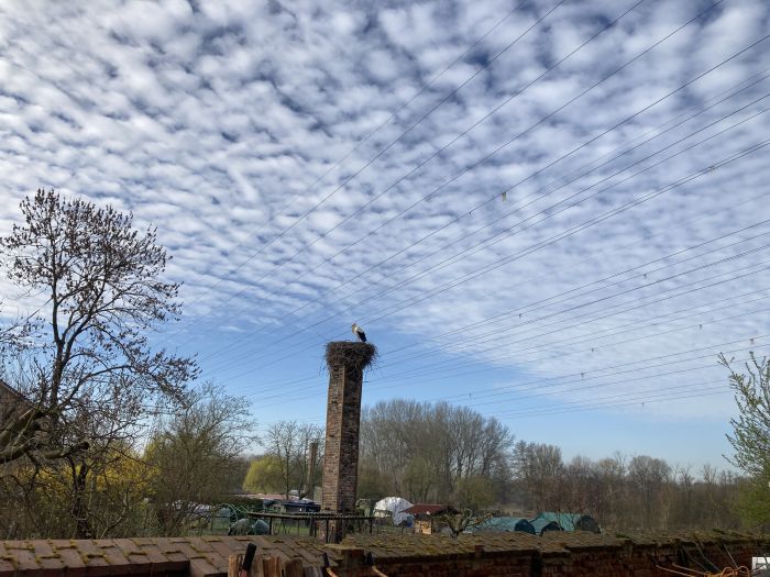Storch im Nest Totale 2026 IMG 2194