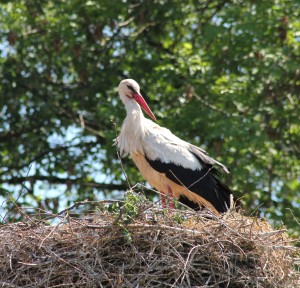 Storch im Nest Naturhof Malchow